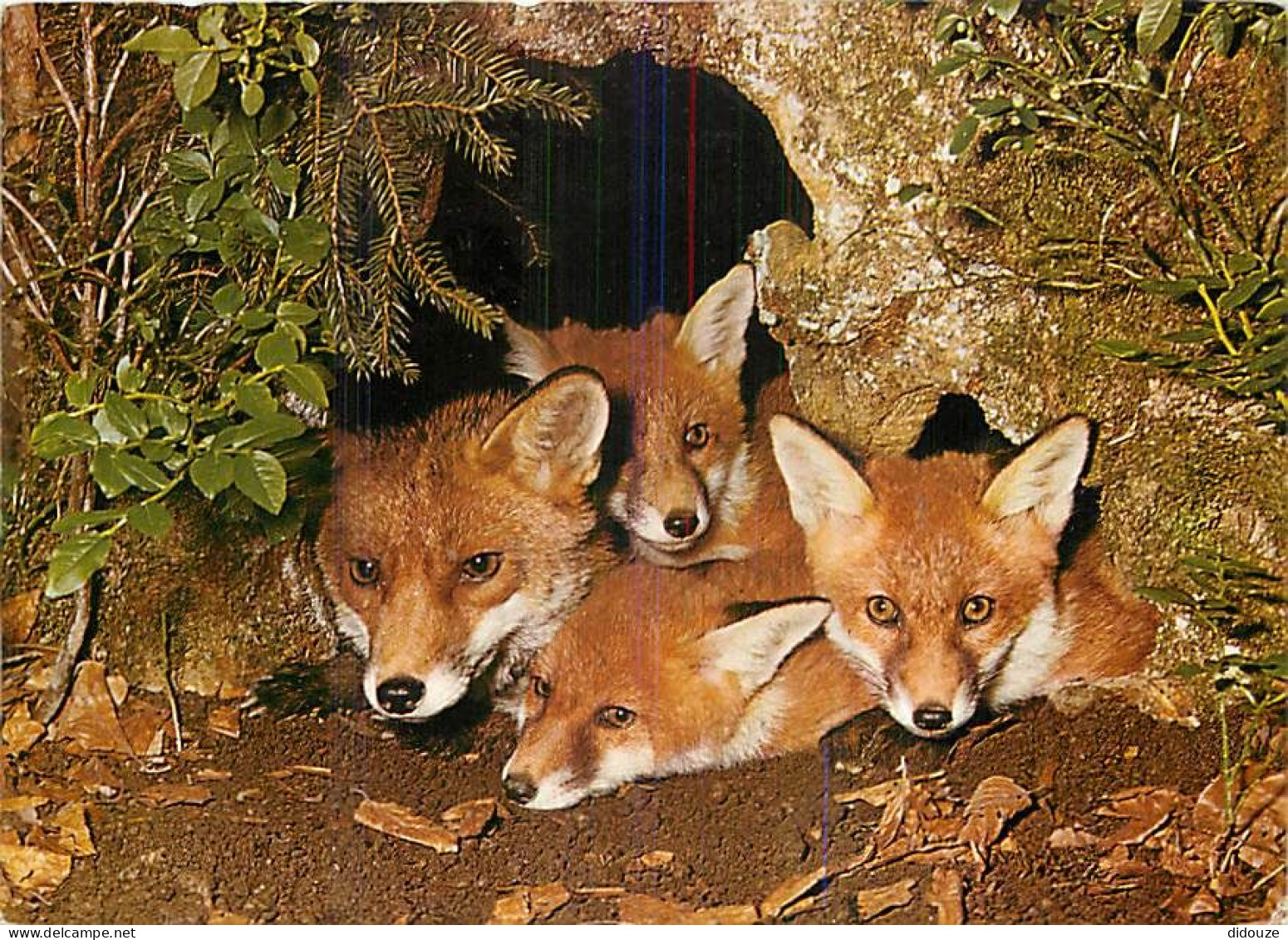 Animaux - Renards - Renardeau - Fox - CPM - Voir Scans Recto-Verso - Other & Unclassified