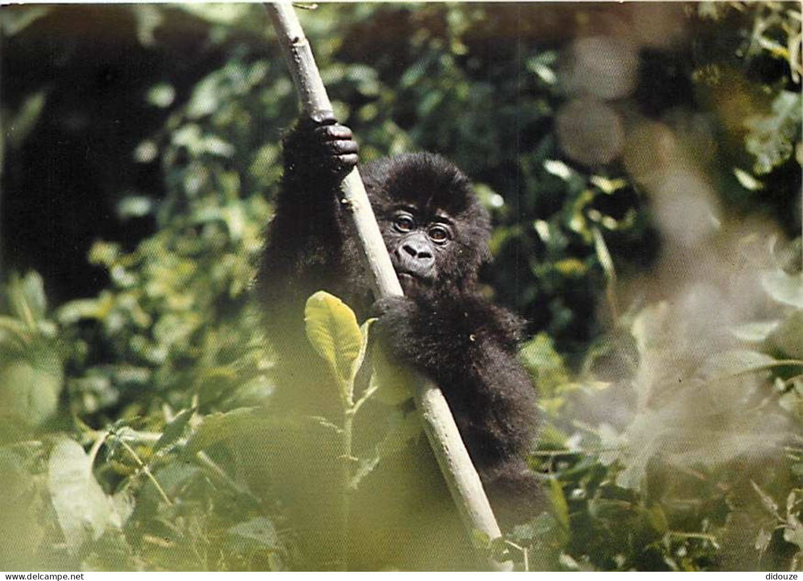 Animaux - Singes - Rwanda - Parc Des Volcans - Gorille De Montagne - Bébé Gorille - Carte Neuve - CPM - Voir Scans Recto - Apen