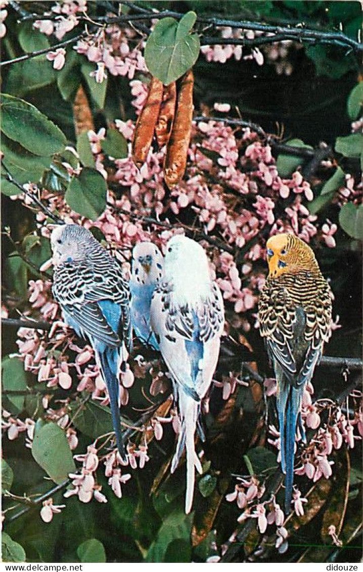Animaux - Oiseaux - Perruches - CPM - Voir Scans Recto-Verso - Birds