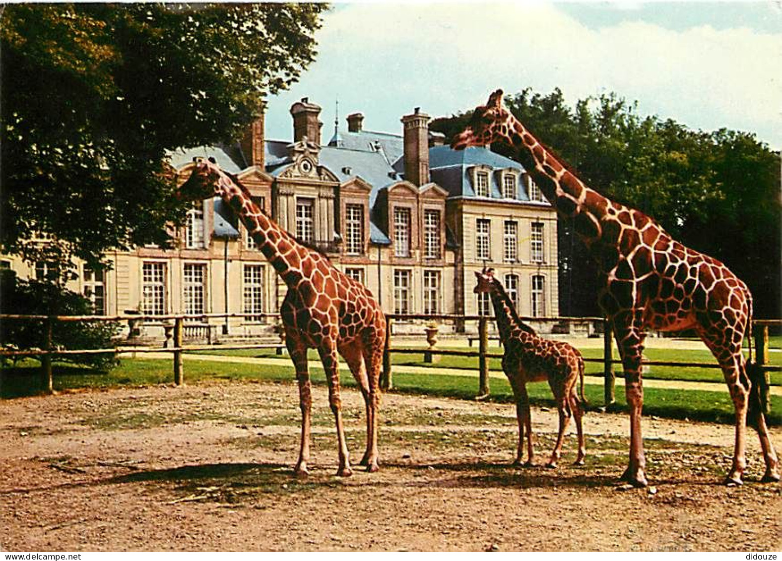 Animaux - Girafes - Réserve Africaine Du Château De Thoiry En Yvelines - Girafe Réticulée Et Son Petit Né à Thoiry - Gir - Giraffe