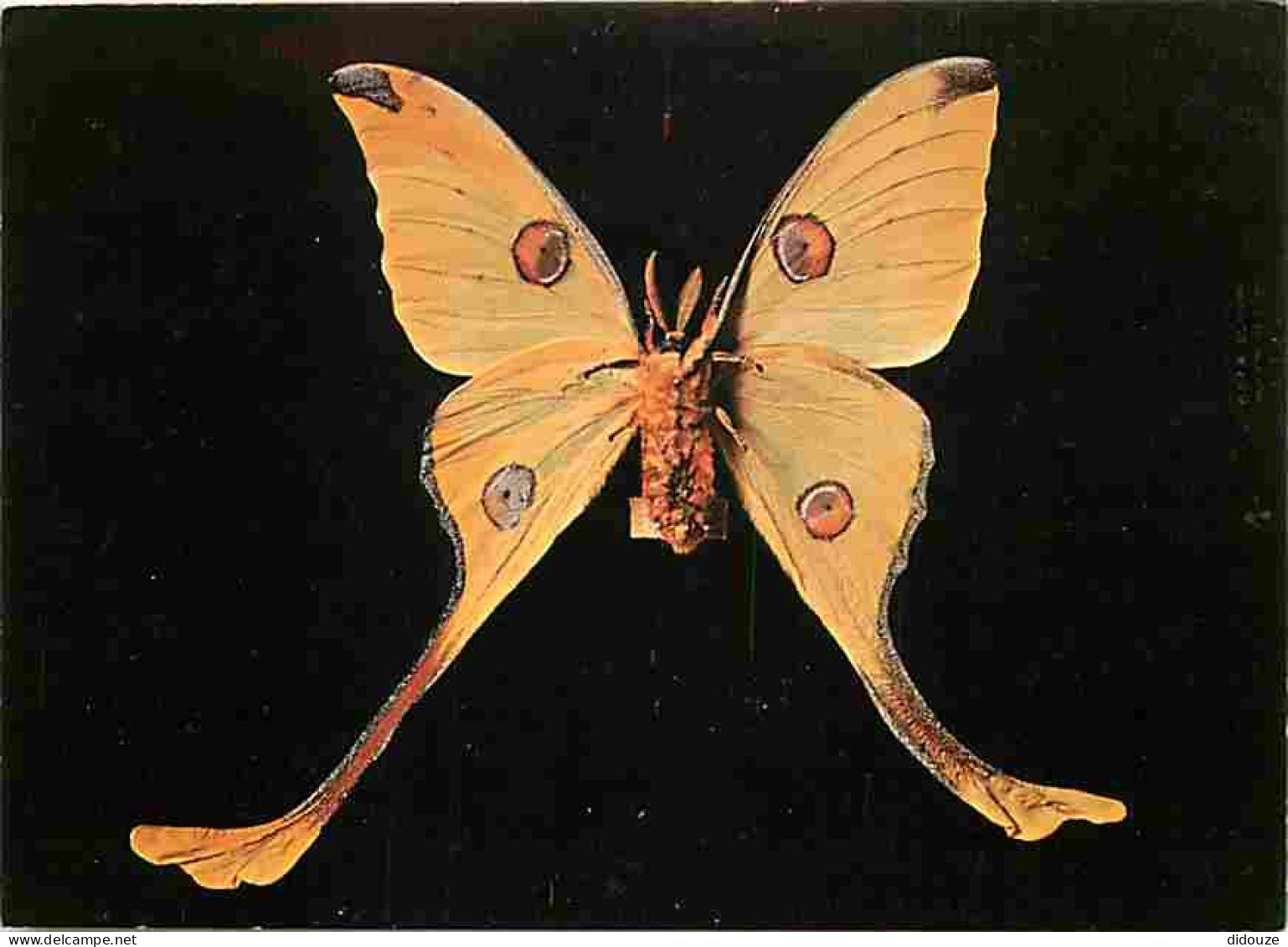 Animaux - Papillons - Le Gynandromorphe - CPM - Voir Scans Recto-Verso - Vlinders