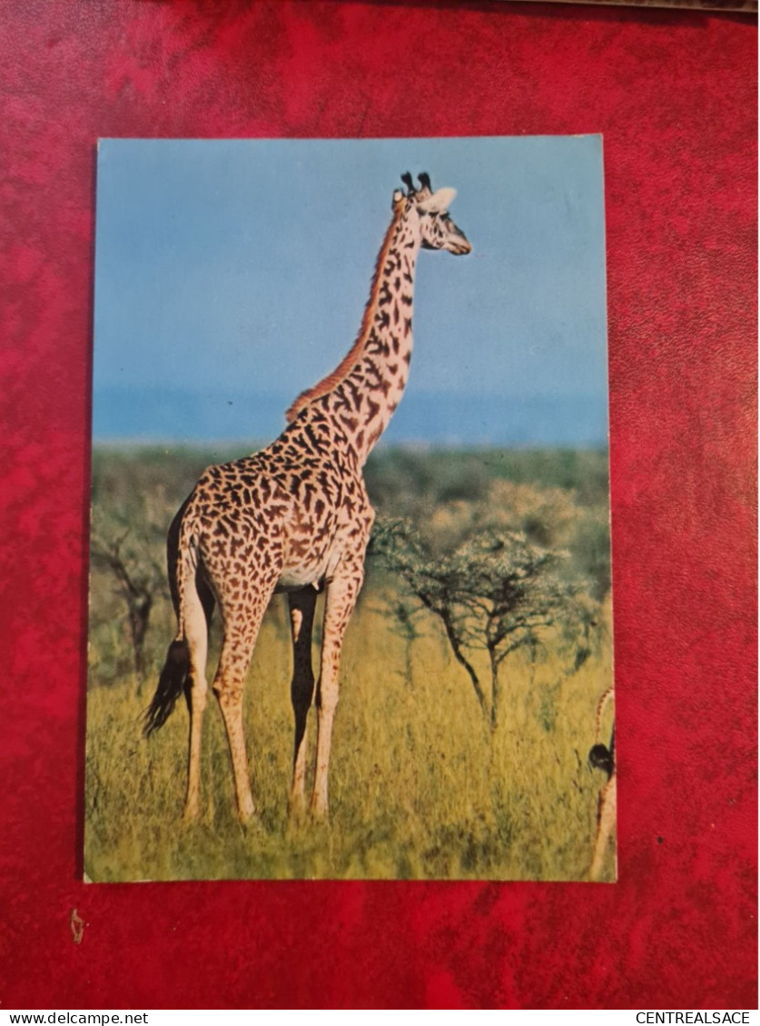 Carte GIRAFFE DU KENIA - Giraffes