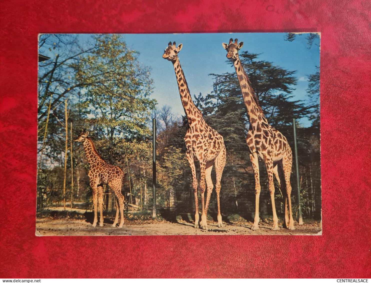 Carte ZOO DE BALE ZOOLOGISCHER GARTEN BASEL GIRAFES - Autres & Non Classés