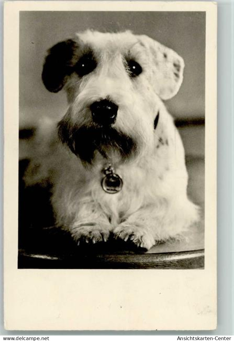 12085408 - Foxterrier Foto 1957 AK - Chiens