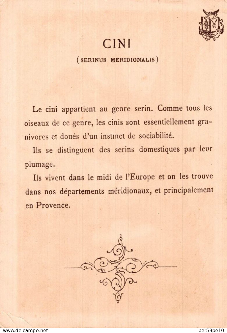 CHROMO CINI SERINUS MERIDIONALIS - Autres & Non Classés