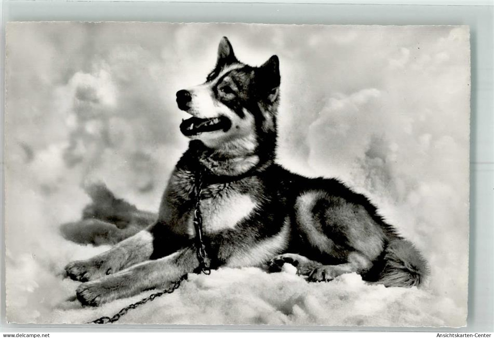 39742208 - Polarhund Jungfraujoch Verlag Wehrli Nr.3240 - Chiens