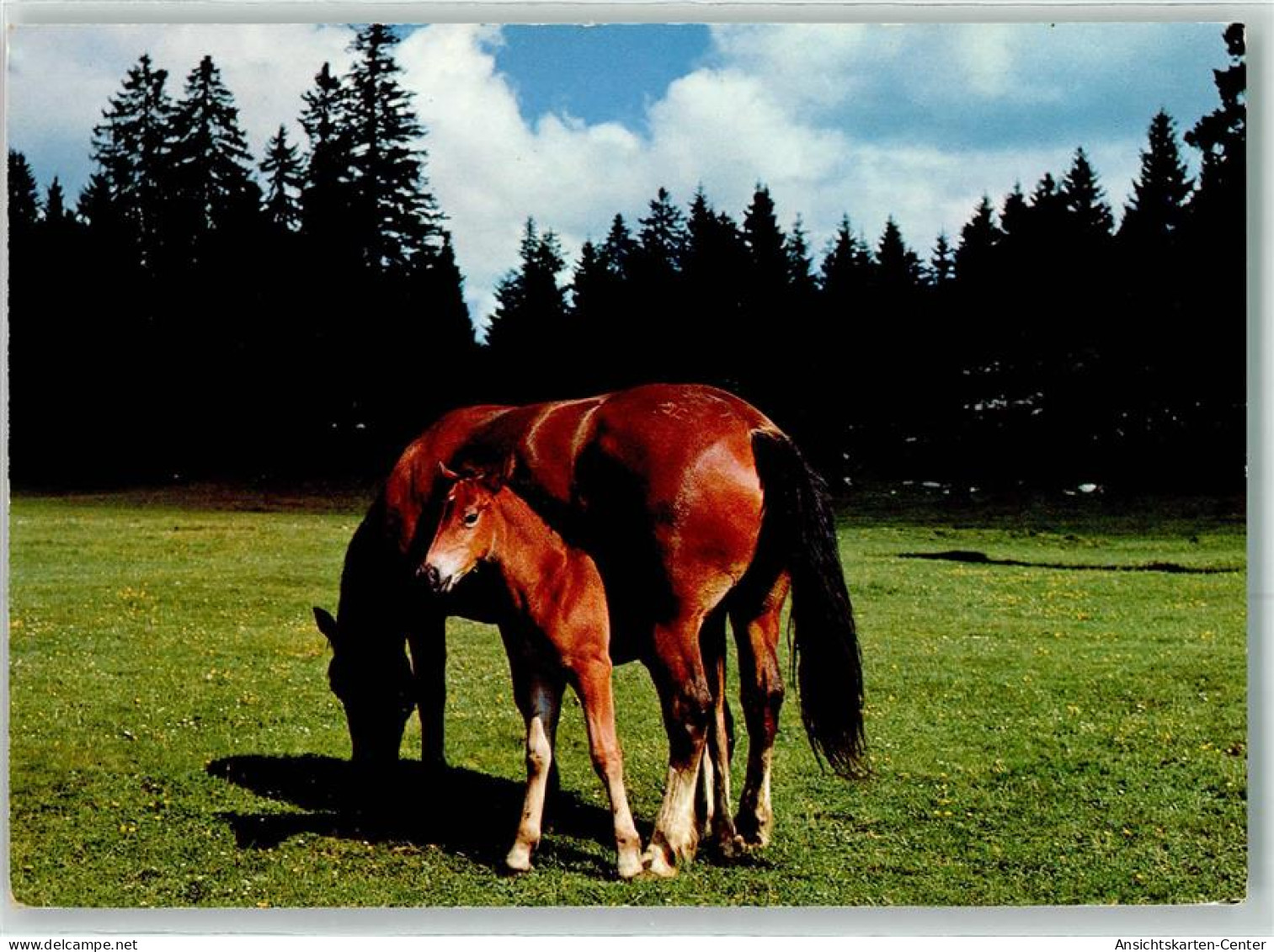 39418408 - Stute Mit Fohlen - Chevaux