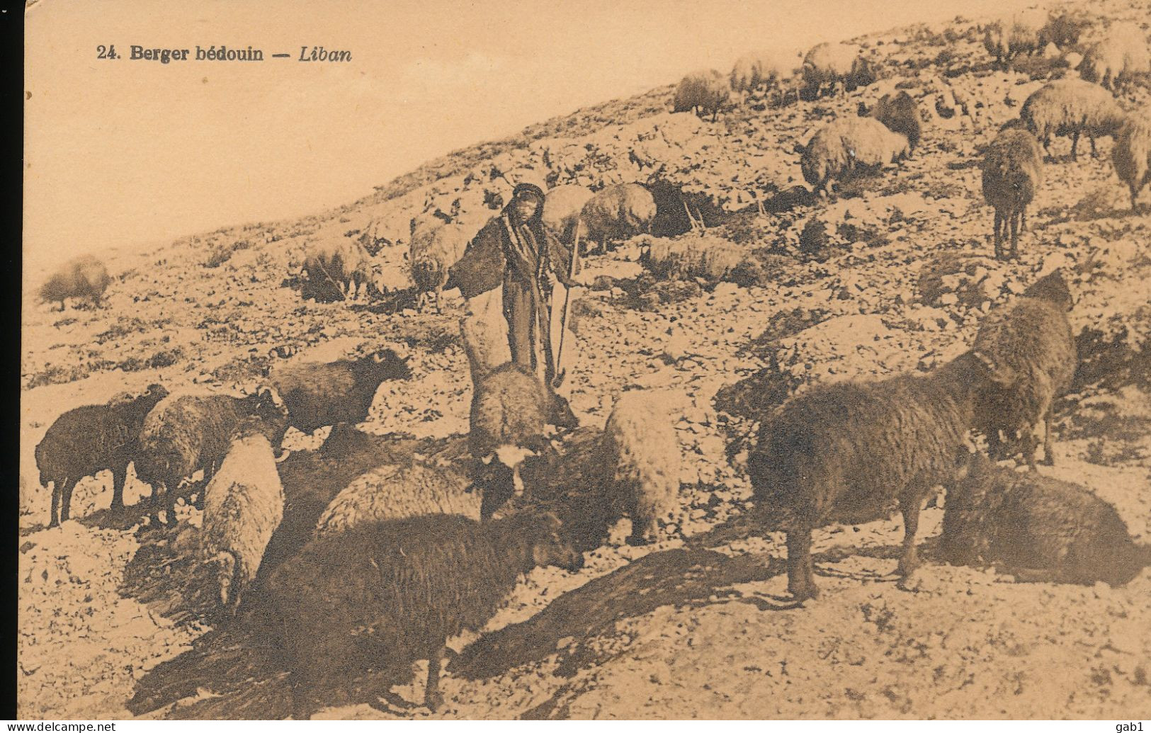 Liban -- Berger Bedouin - Lebanon