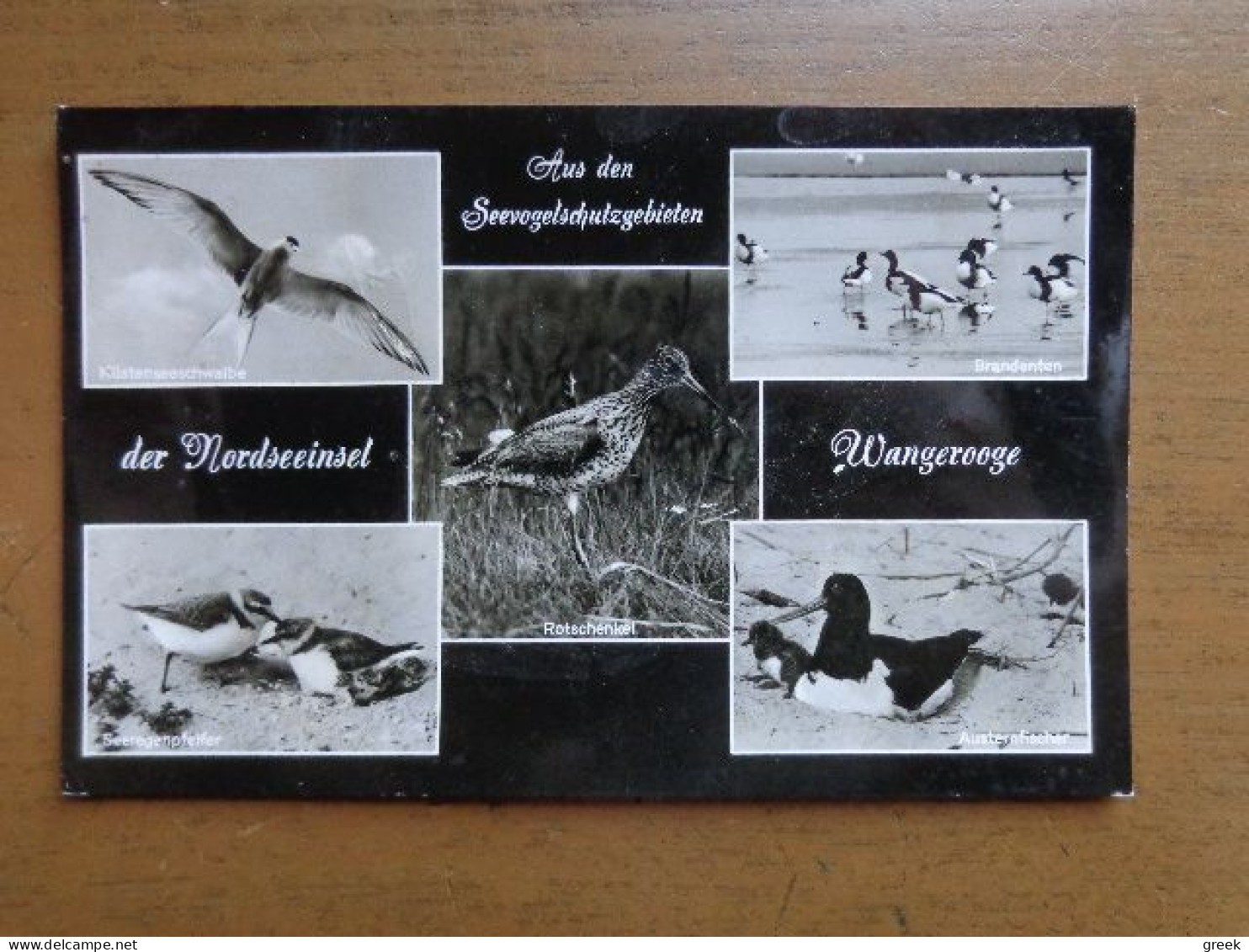 Aus Den Seevogelschutzgebieten Der Nordseeinsel Wangerooge --> Written - Oiseaux