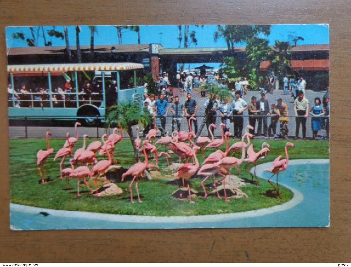 Zoo, Dierenpark, Tierpark / San Diego Zoo, Flamingo's --> Written - Birds