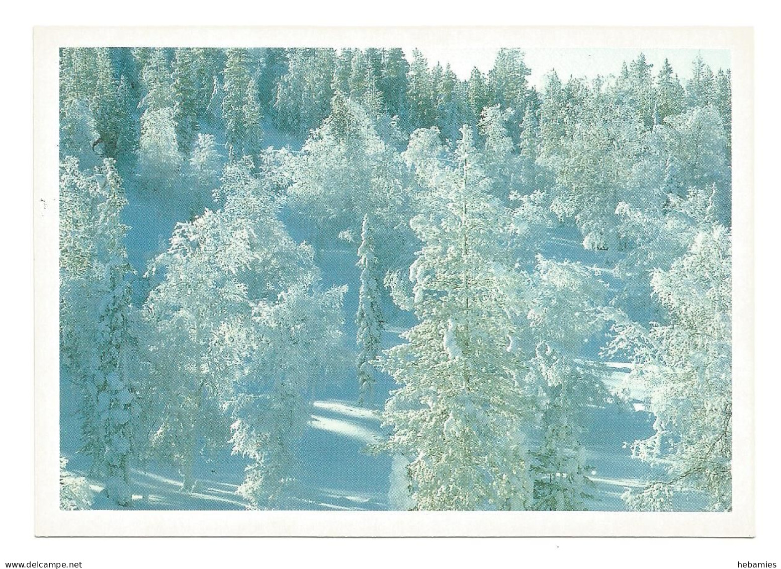 WINTER FOREST - FINLAND - - Finlande