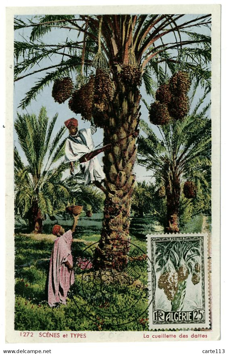 0 - T7841CPSM - ALGERIE - SCENES ET TYPES - CARTE MAXIMUM - Cueillette Des Dattes - Parfait état - AFRIQUE - Other & Unclassified