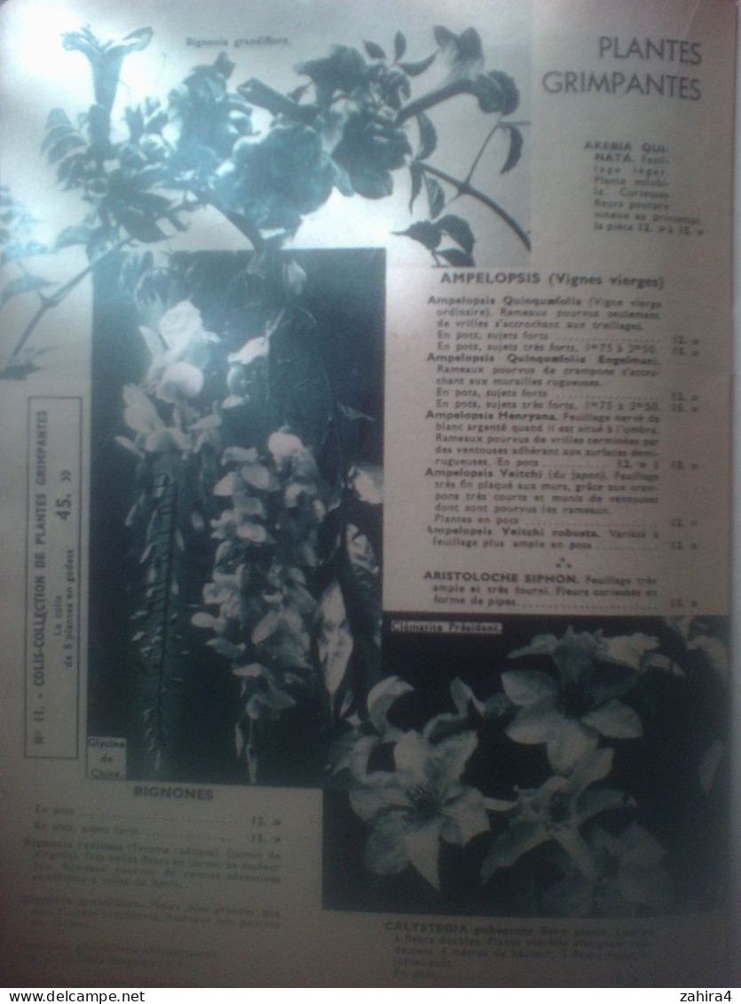 Catalogue établissements Georges Truffaut Versailles Automne 38 Rododendron Pink pearl plantes arbres fruitiers outil