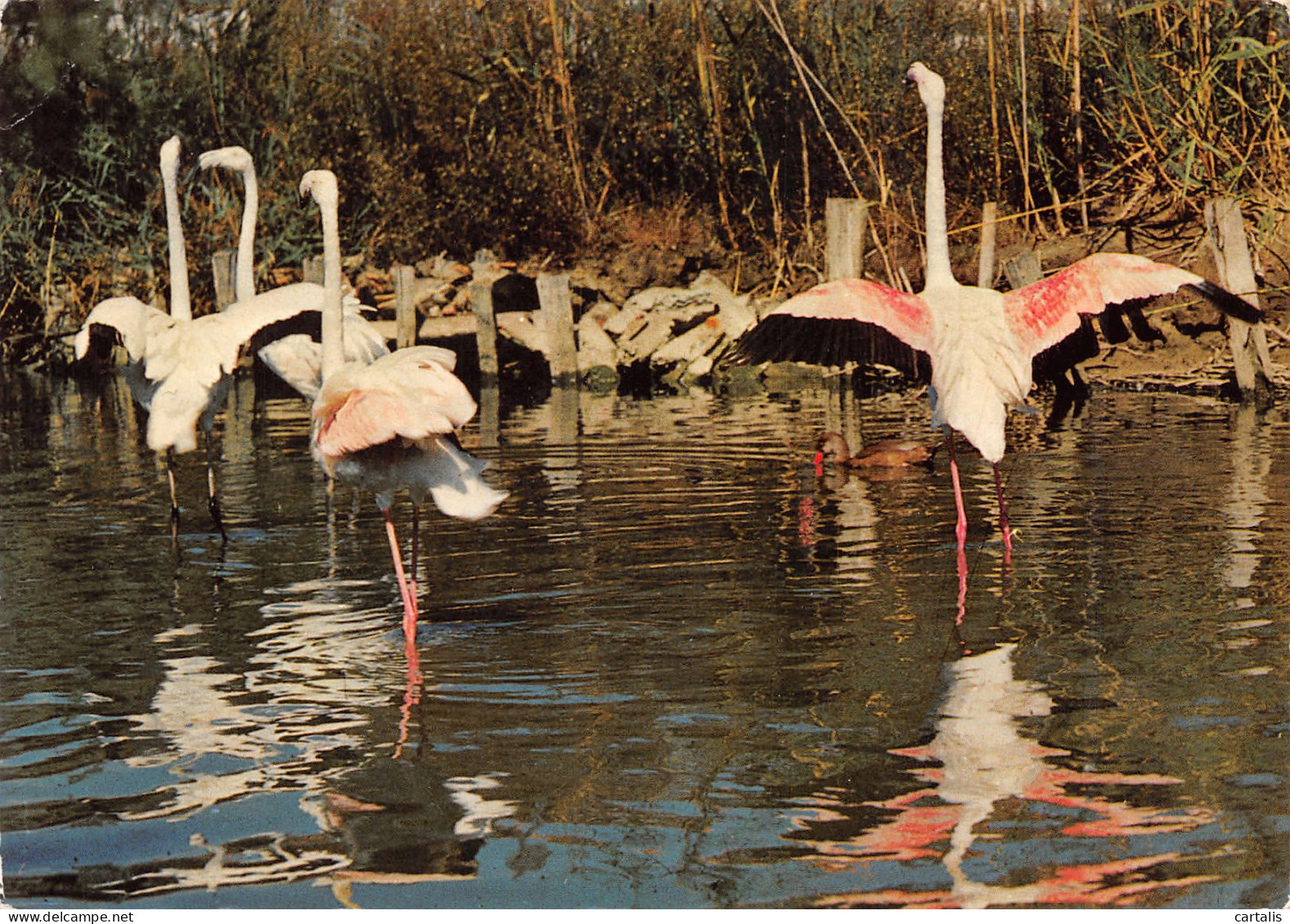 13-LA CAMARGUE-N°3811-A/0075 - Sonstige & Ohne Zuordnung