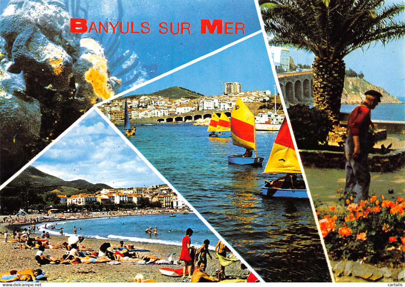 66-BANYULS SUR MER-N°3814-D/0067 - Banyuls Sur Mer