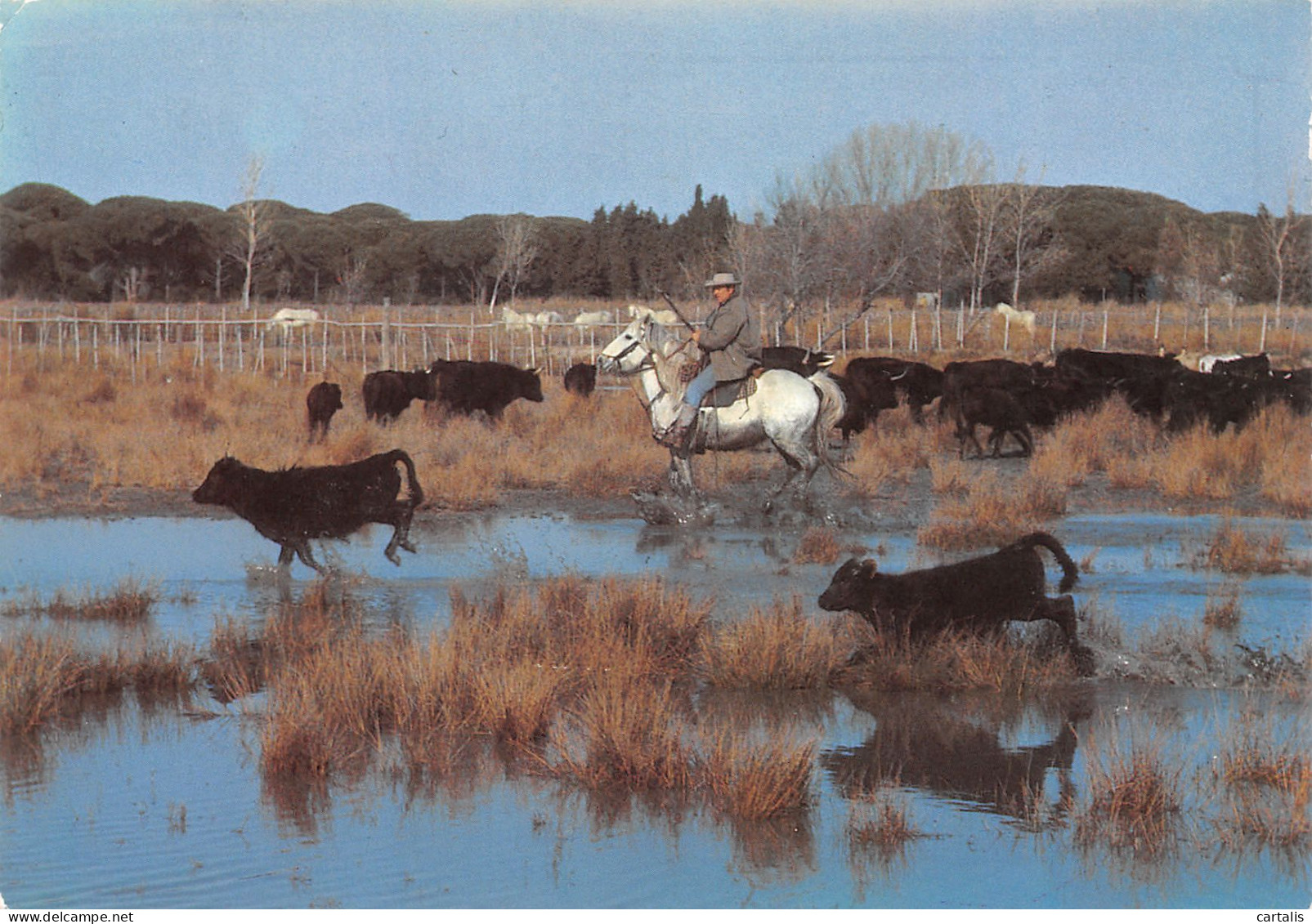 13-LA CAMARGUE-N°3815-A/0117 - Andere & Zonder Classificatie