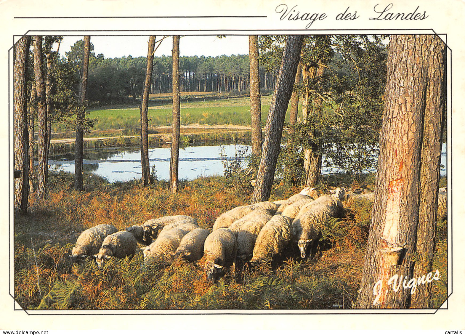 40-LES LANDES-N°3815-B/0189 - Autres & Non Classés