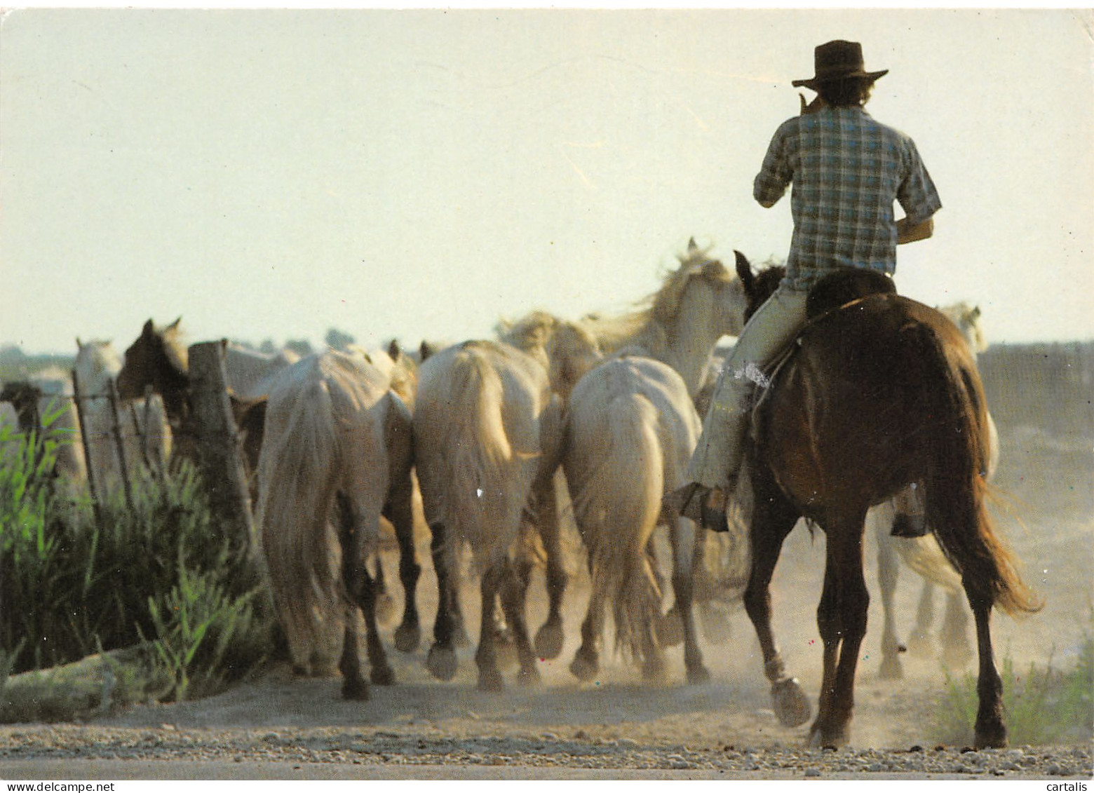 13-EN CAMARGUE-N°3816-A/0063 - Sonstige & Ohne Zuordnung