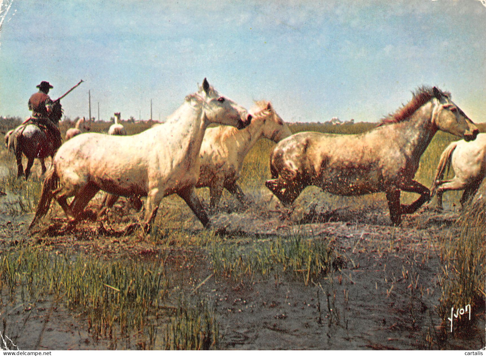 13-EN CAMARGUE-N°3819-B/0015 - Sonstige & Ohne Zuordnung