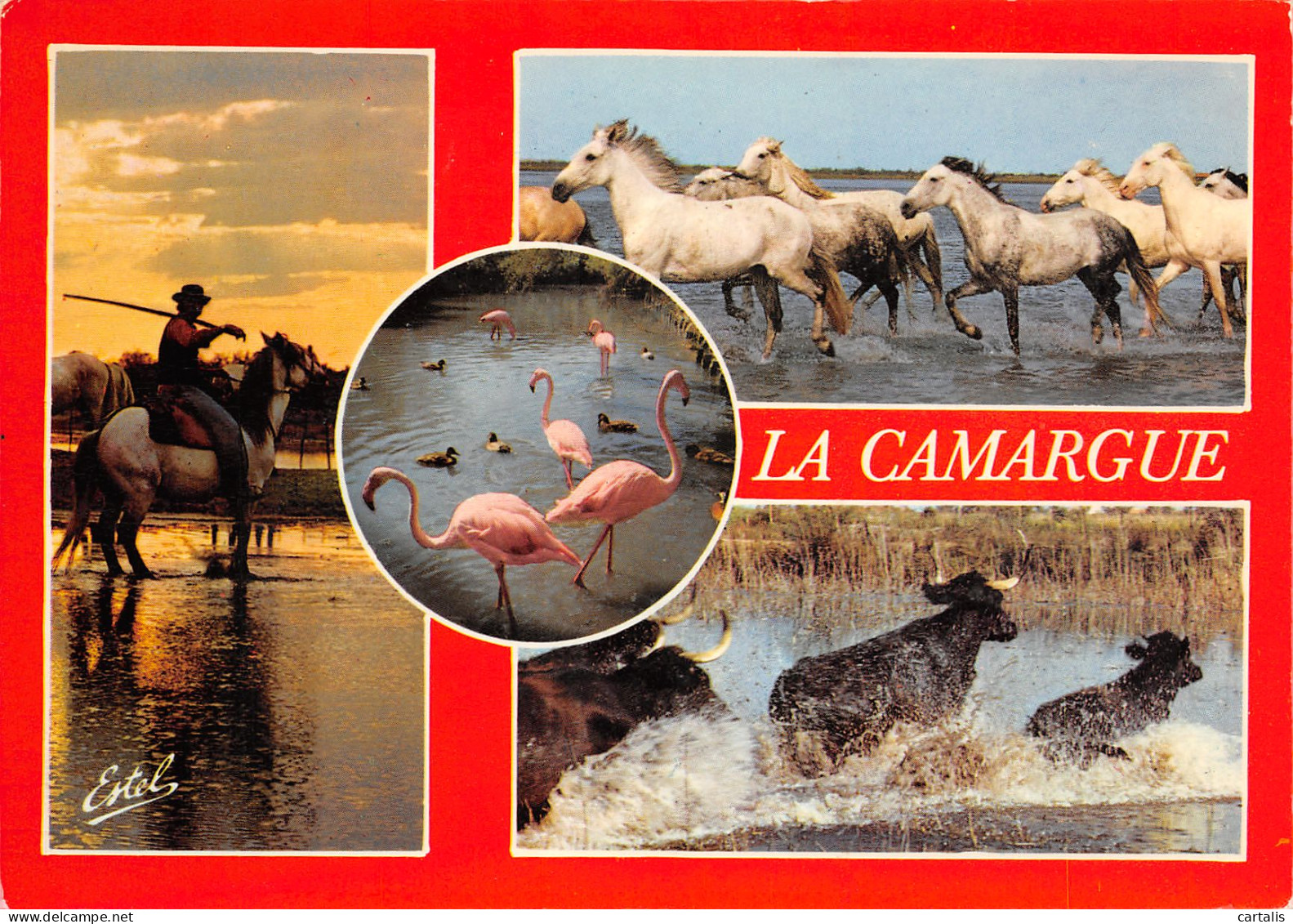 13-EN CAMARGUE-N°3819-B/0323 - Andere & Zonder Classificatie