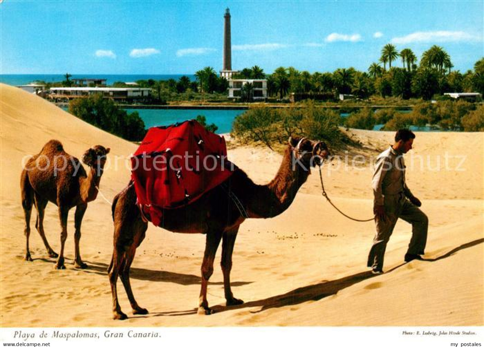 73026130 Playa De Maspalomas Dromedar Playa De Maspalomas - Sonstige & Ohne Zuordnung