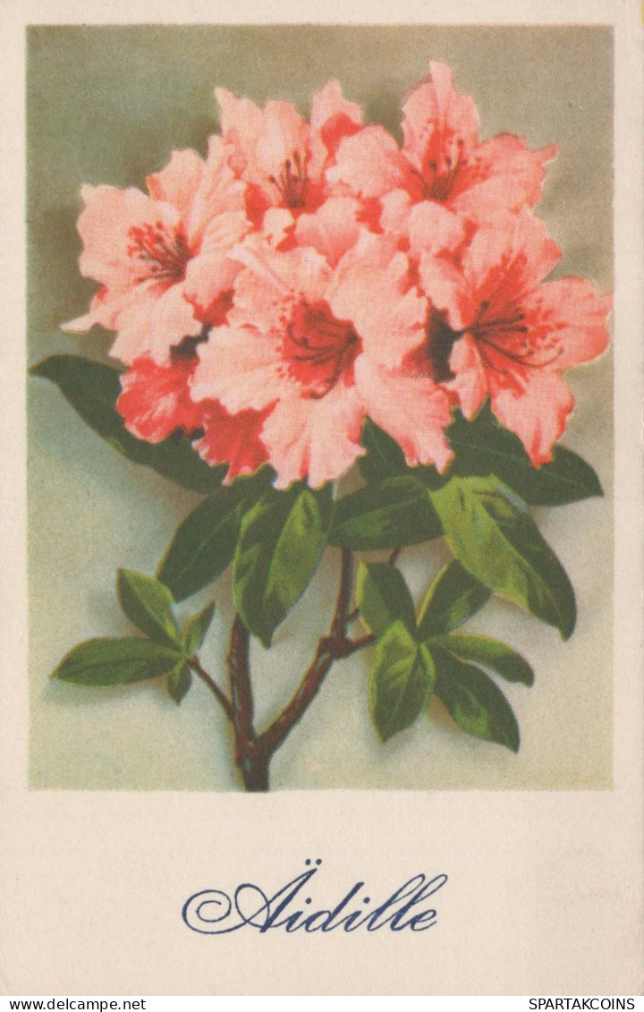 FLOWERS Vintage Ansichtskarte Postkarte CPA #PKE603.DE - Bloemen