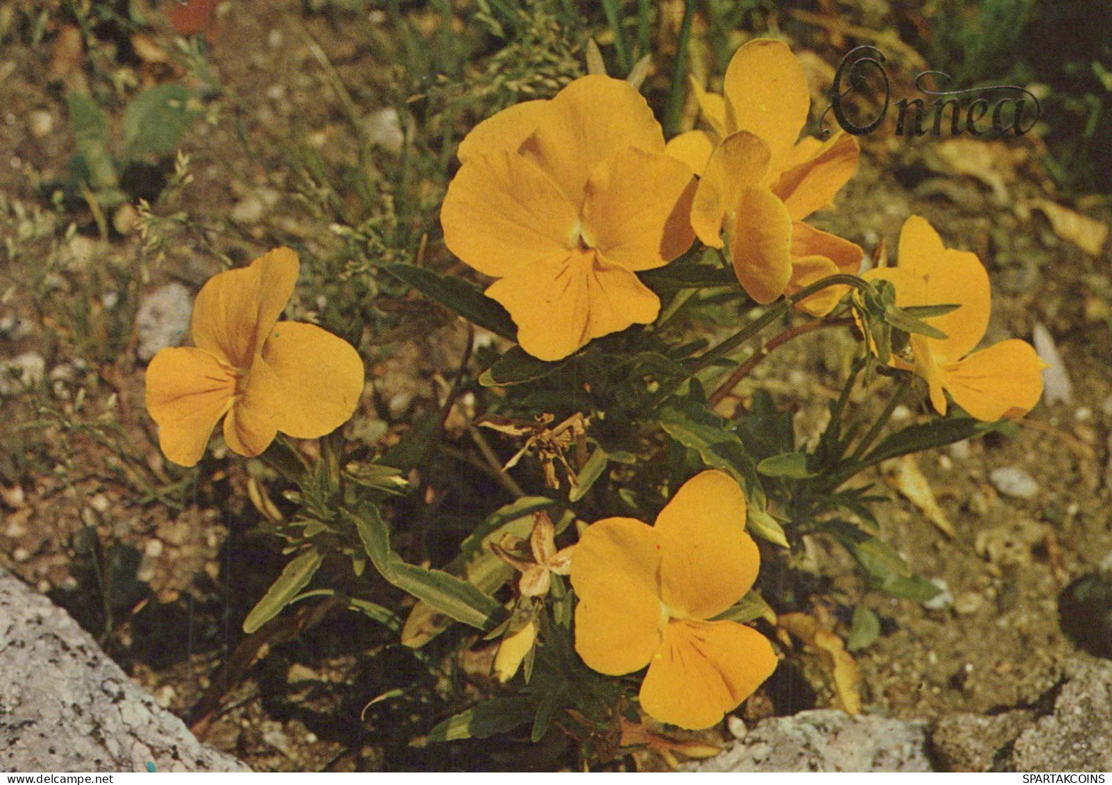 FLOWERS Vintage Ansichtskarte Postkarte CPSM #PBZ790.DE - Flowers