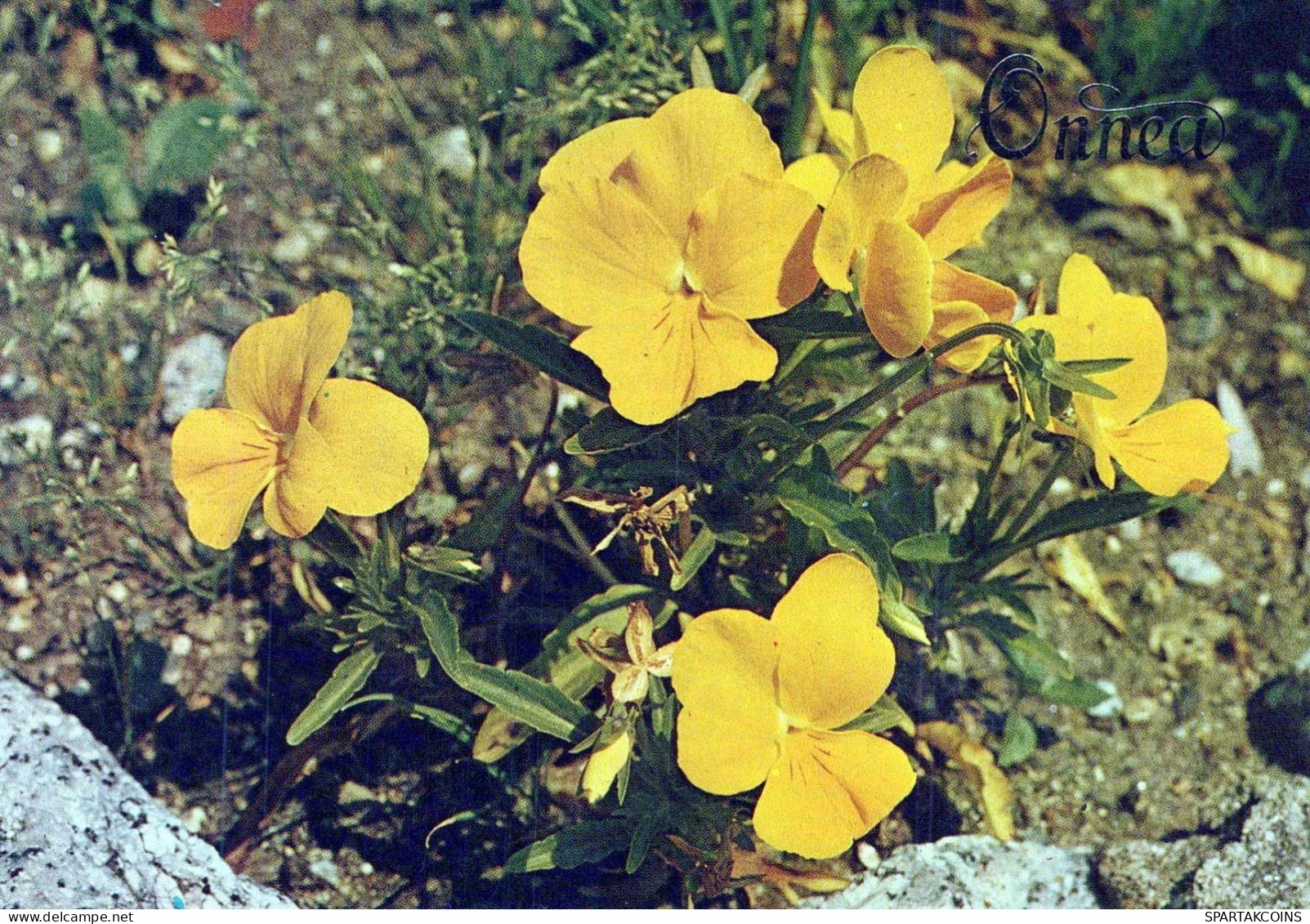 FLOWERS Vintage Ansichtskarte Postkarte CPSM #PBZ790.DE - Flowers