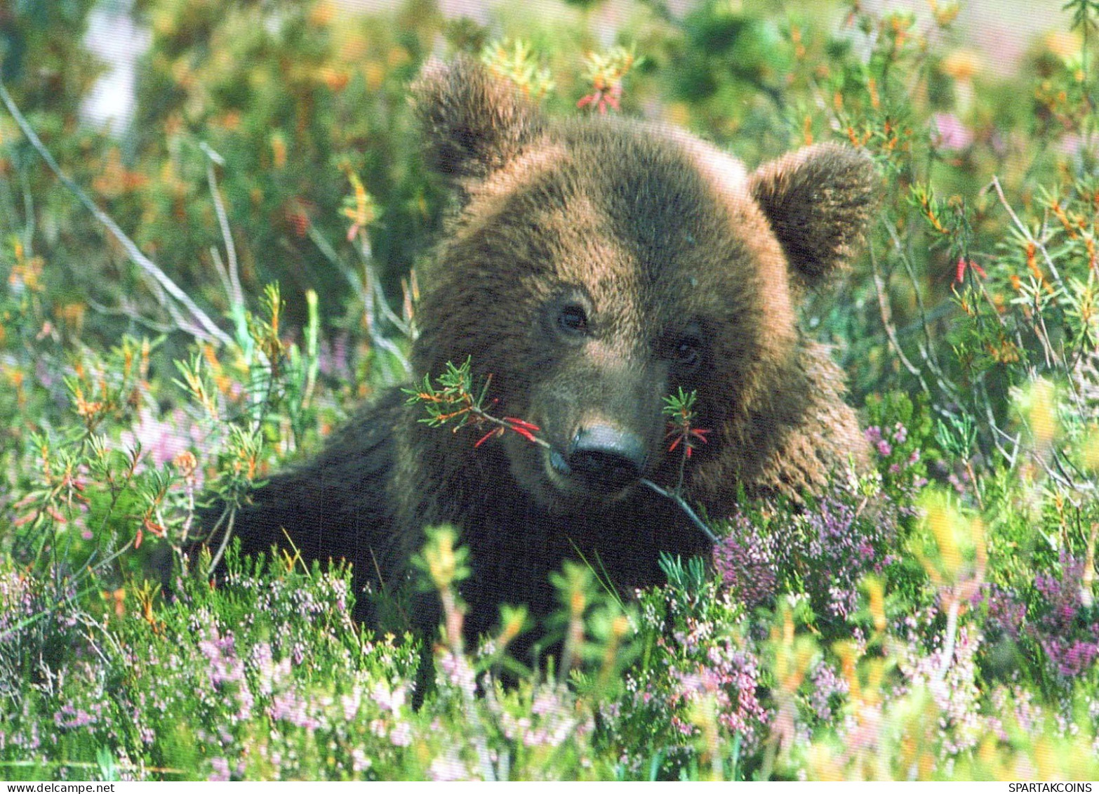 GEBÄREN Tier Vintage Ansichtskarte Postkarte CPSM #PBS205.DE - Ours