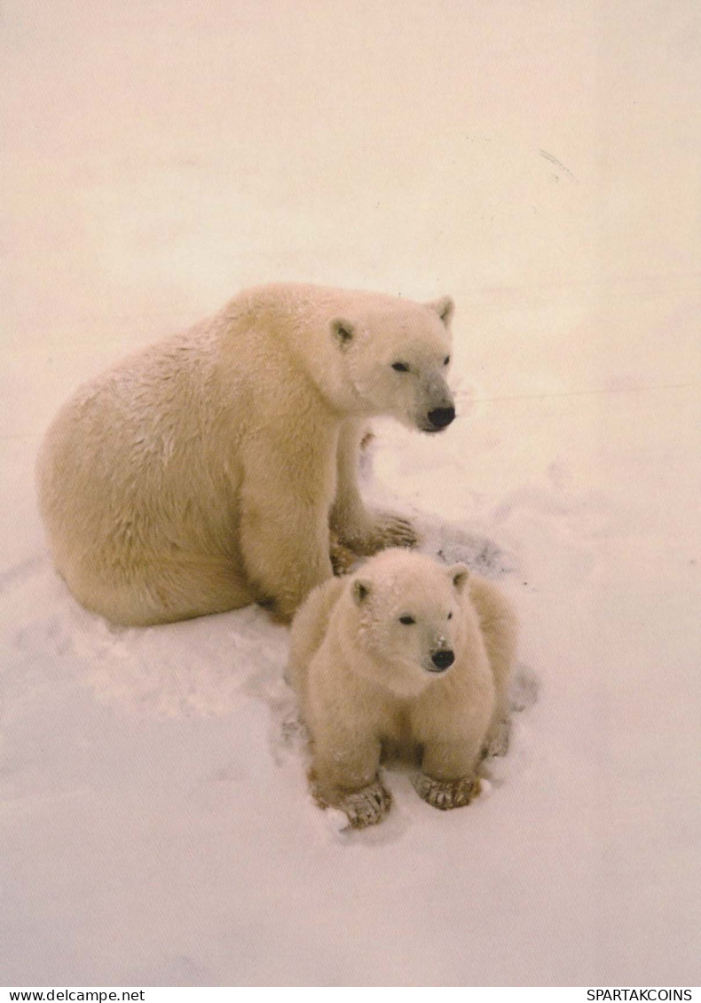 GEBÄREN Tier Vintage Ansichtskarte Postkarte CPSM #PBS269.DE - Bears