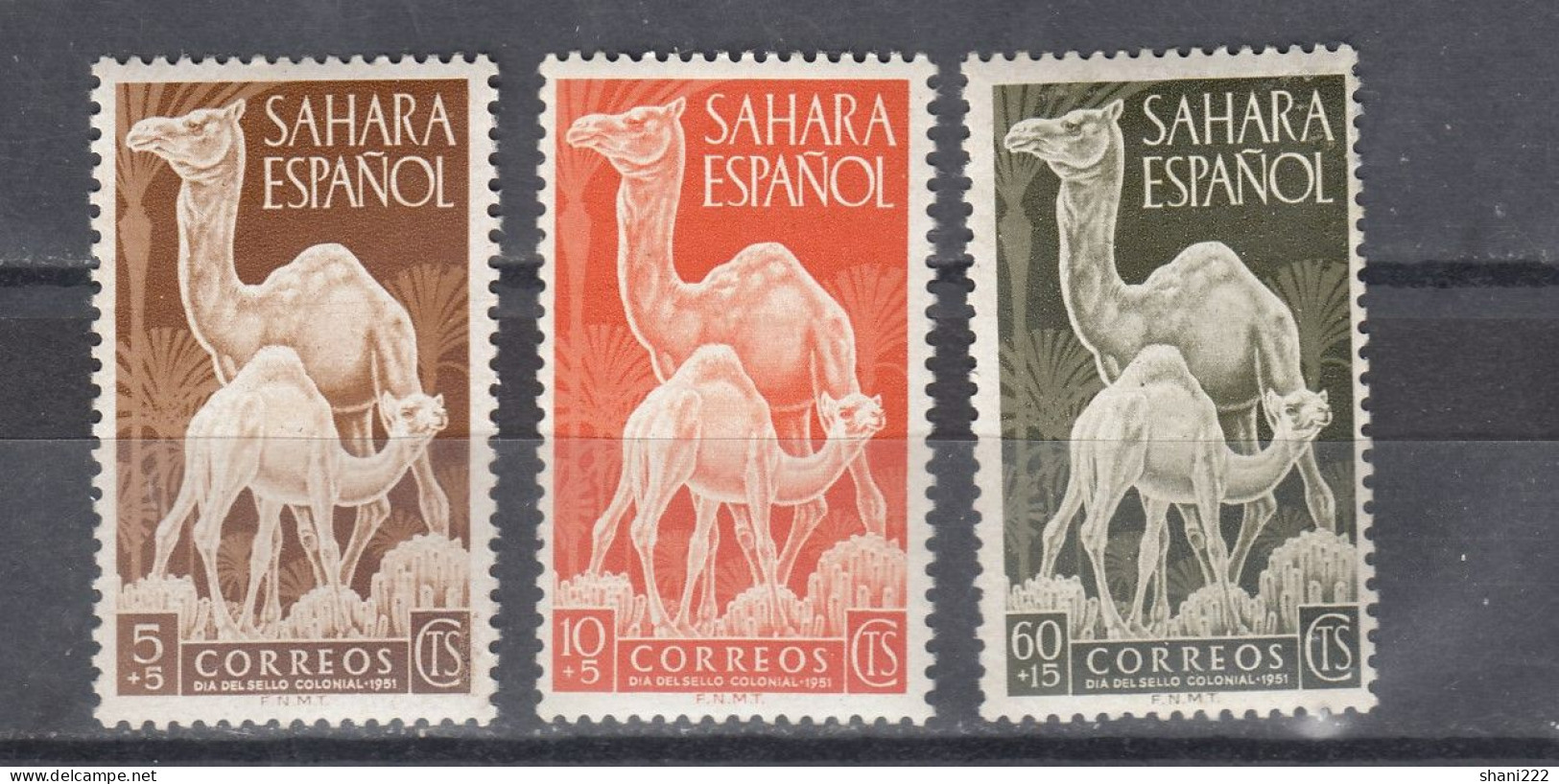 Spanish Sahara 1951 Camels (e-853) - Sahara Español