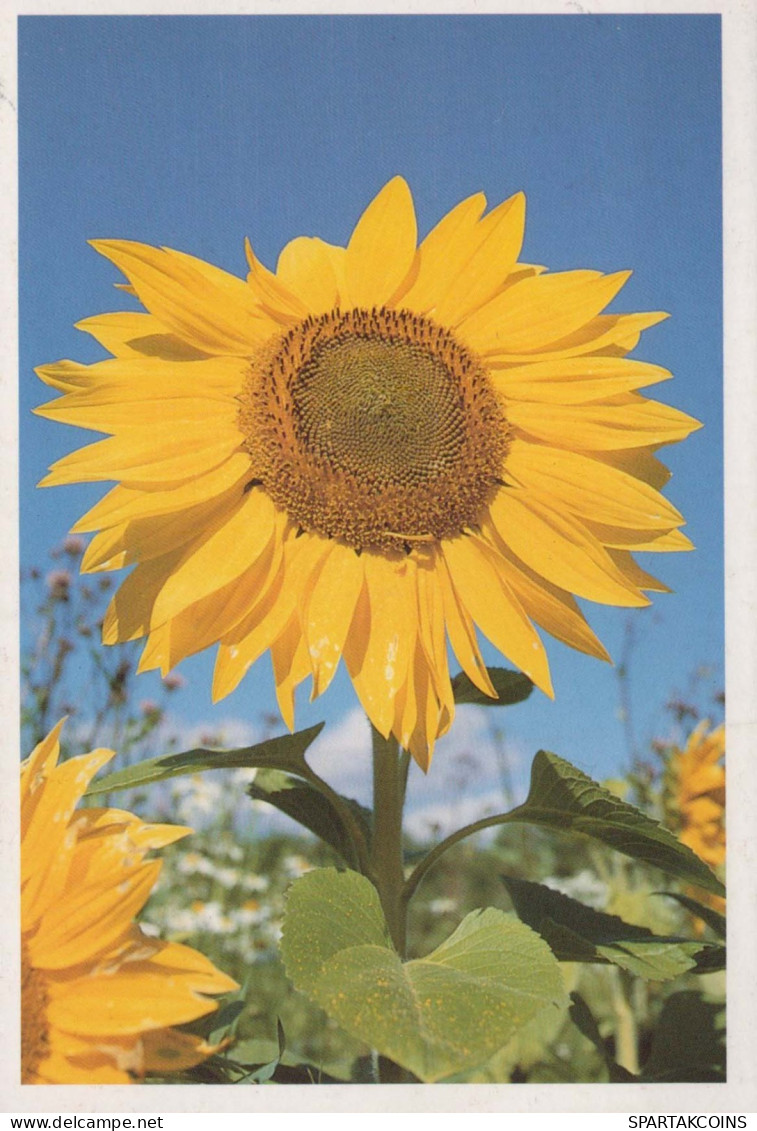 FLOWERS Vintage Ansichtskarte Postkarte CPSM #PAS501.DE - Blumen