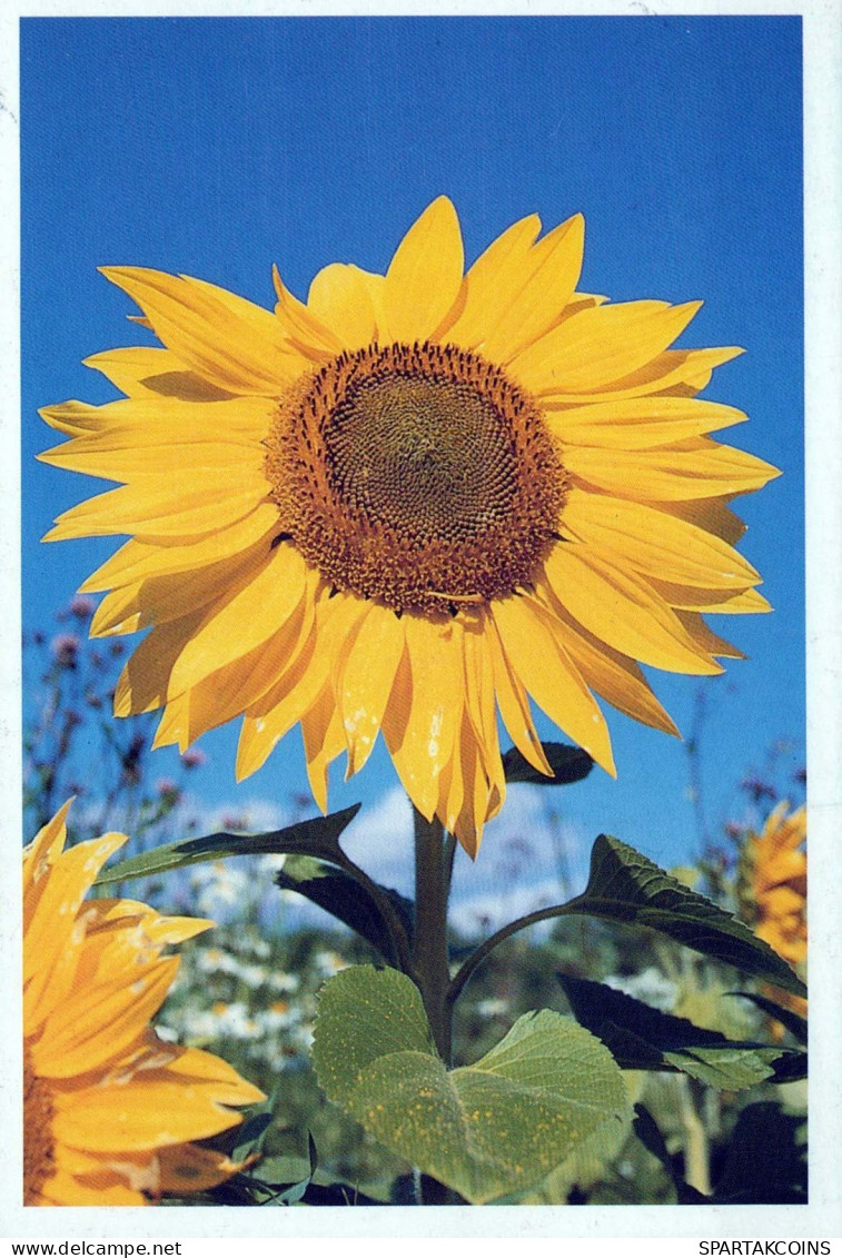 FLOWERS Vintage Ansichtskarte Postkarte CPSM #PAS501.DE - Blumen