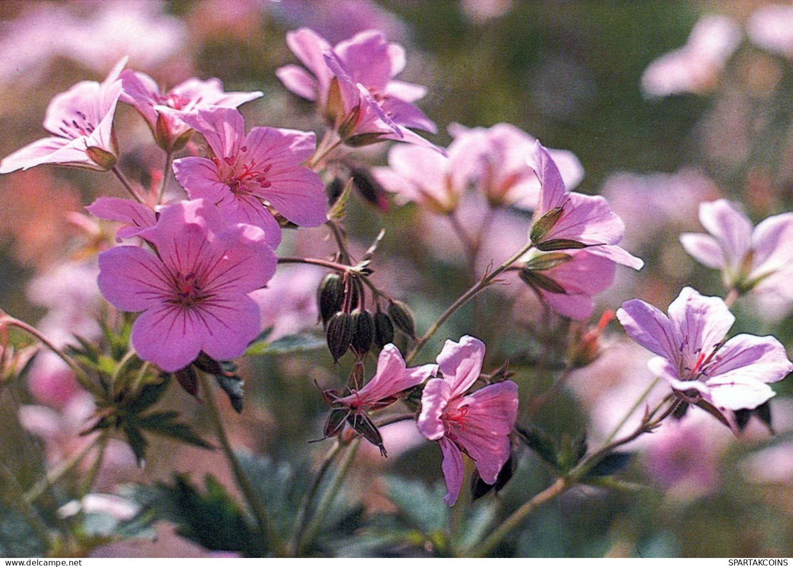 FLOWERS Vintage Ansichtskarte Postkarte CPSM #PAR660.DE - Fleurs