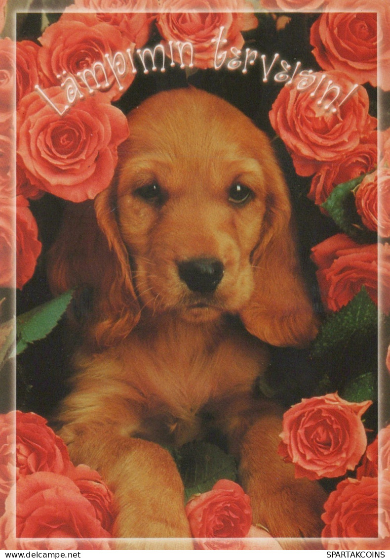 HUND Tier Vintage Ansichtskarte Postkarte CPSM #PAN602.DE - Chiens