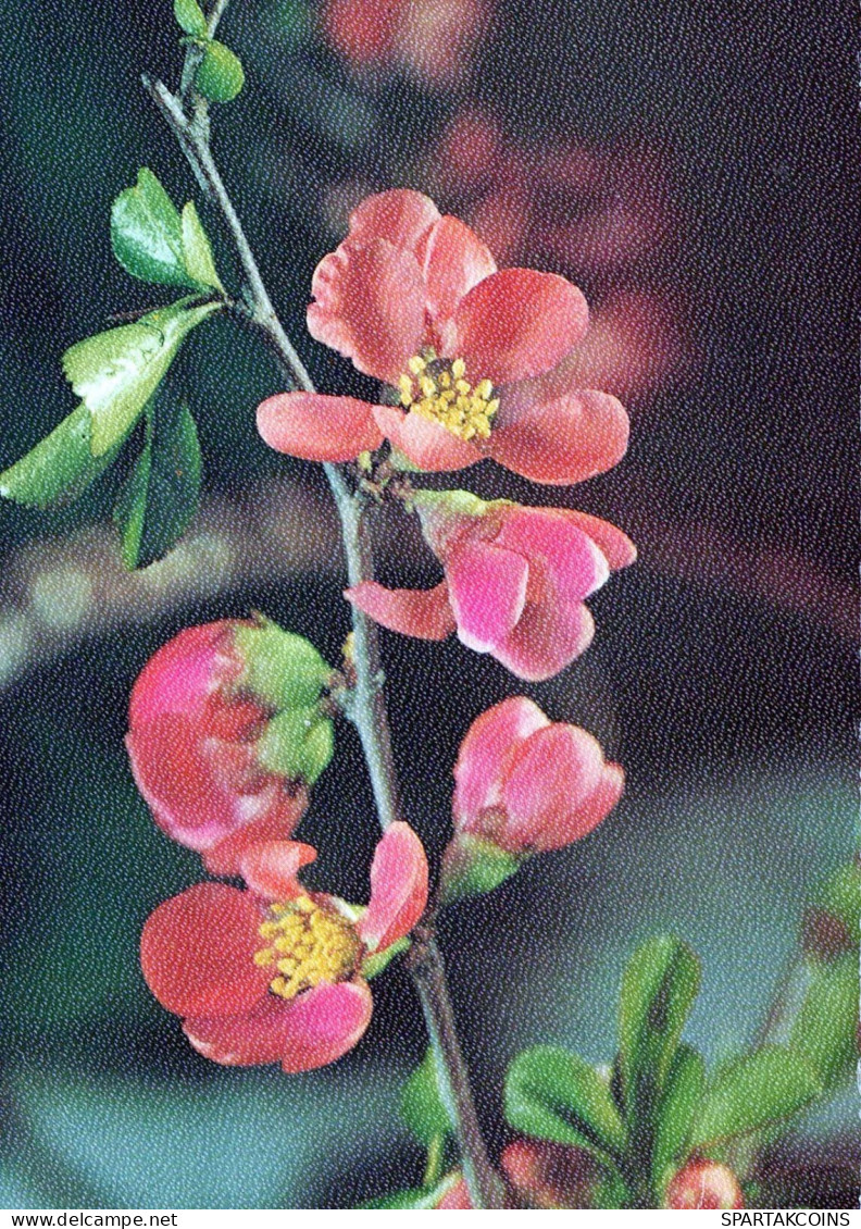 FLOWERS Vintage Ansichtskarte Postkarte CPSM #PAR299.DE - Fleurs