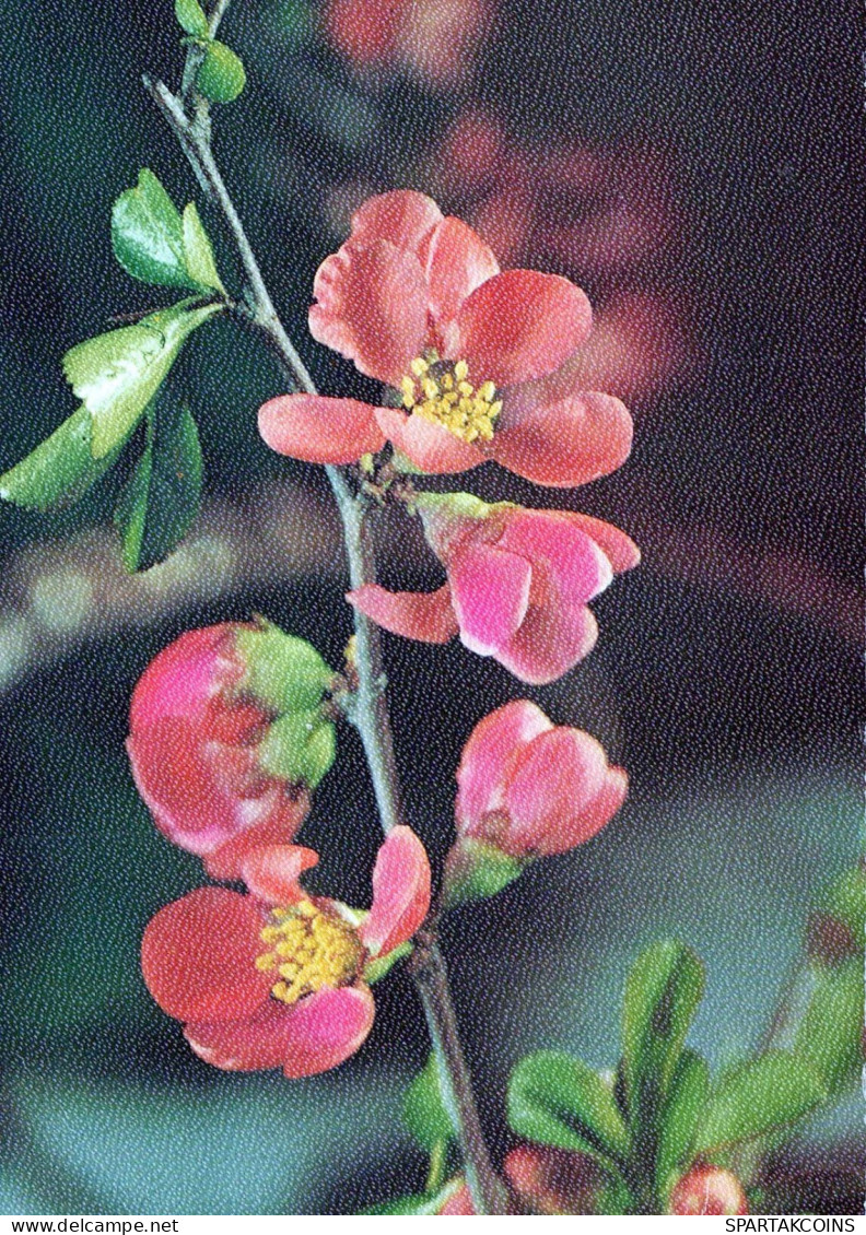 FLOWERS Vintage Ansichtskarte Postkarte CPSM #PAR299.DE - Blumen