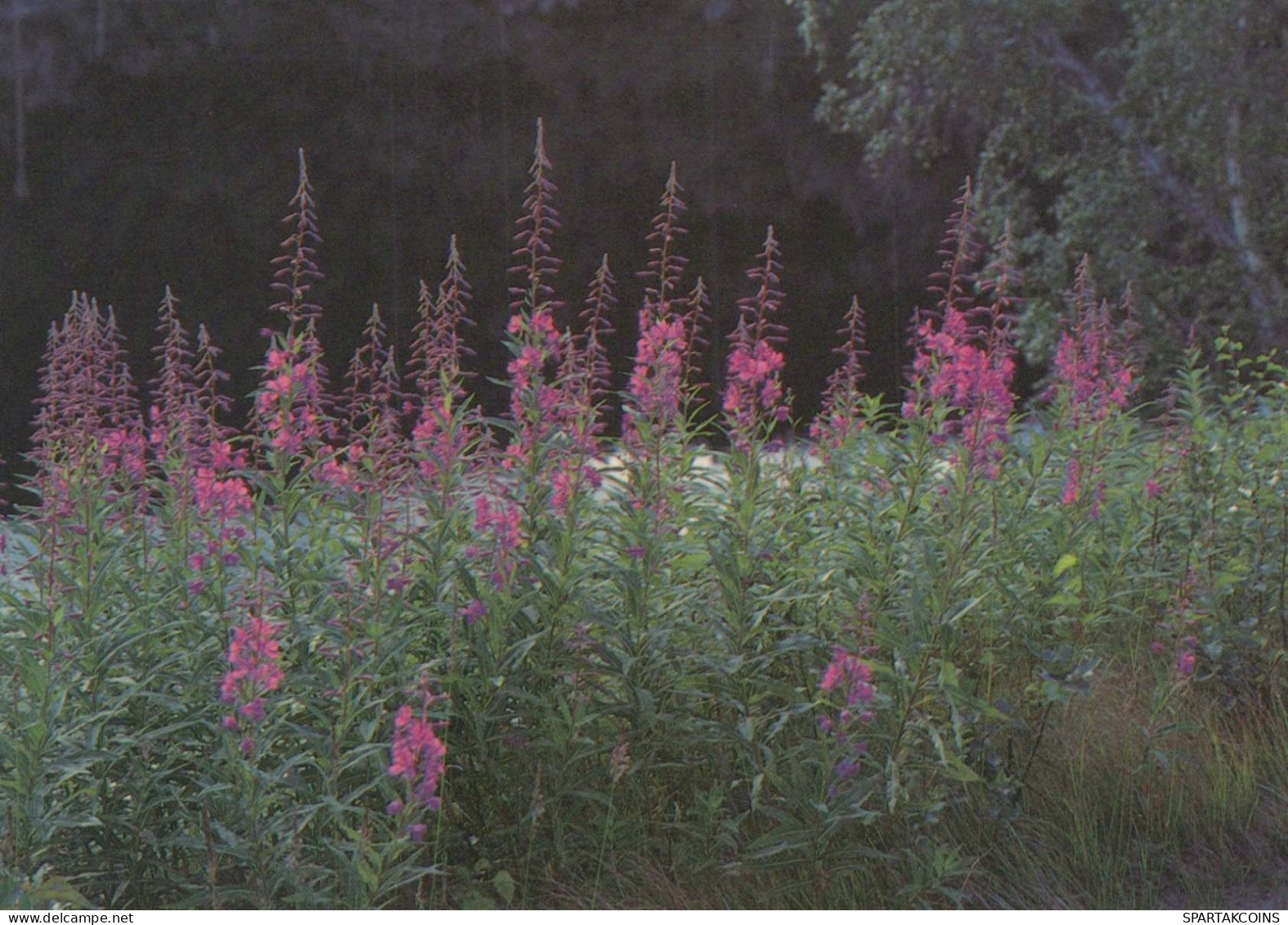 FLOWERS Vintage Ansichtskarte Postkarte CPSM #PAR540.DE - Fiori