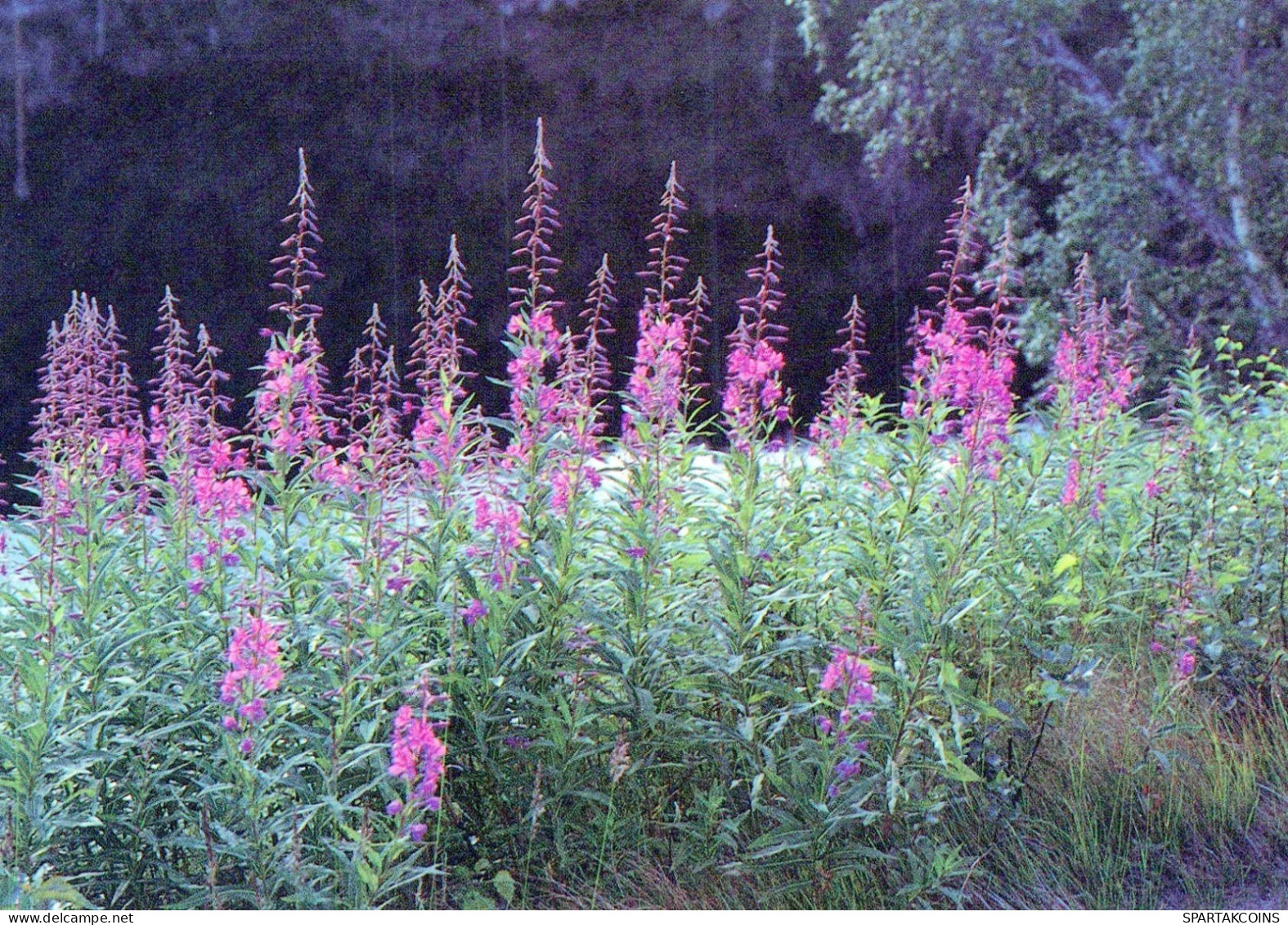 FLOWERS Vintage Ansichtskarte Postkarte CPSM #PAR540.DE - Blumen