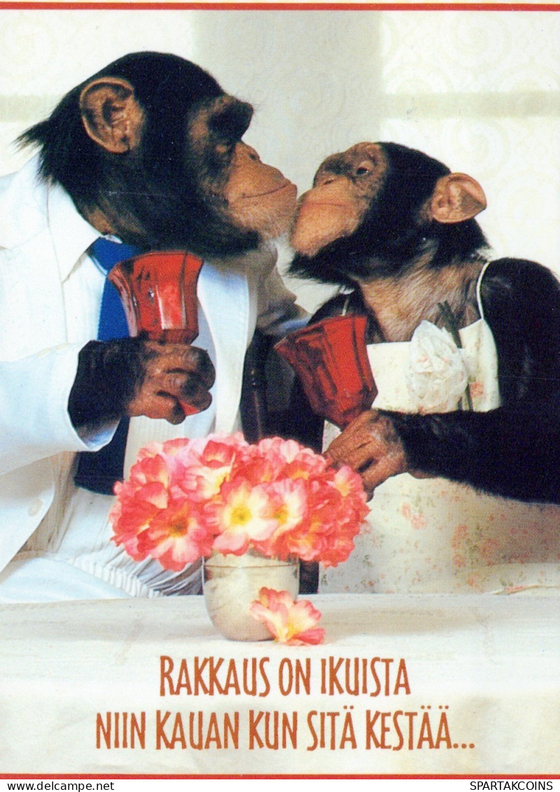 AFFE Tier Vintage Ansichtskarte Postkarte CPSM #PAN997.DE - Monkeys