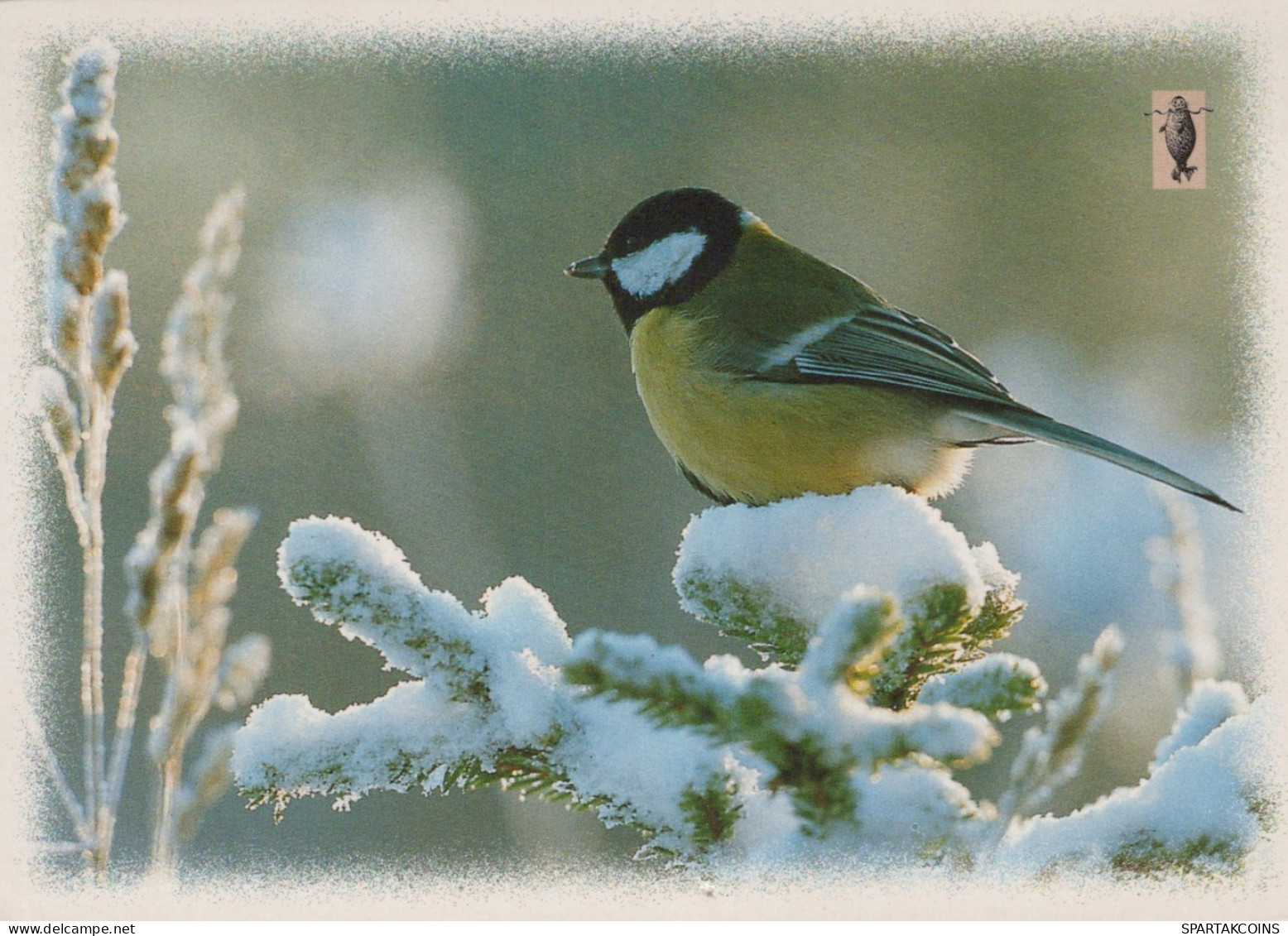 VOGEL Tier Vintage Ansichtskarte Postkarte CPSM #PAM729.DE - Oiseaux