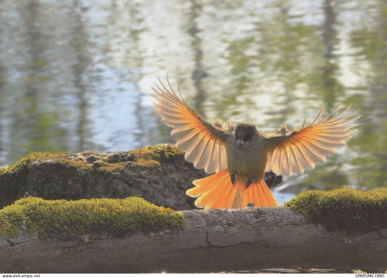 VOGEL Tier Vintage Ansichtskarte Postkarte CPSM #PAM664.DE - Birds