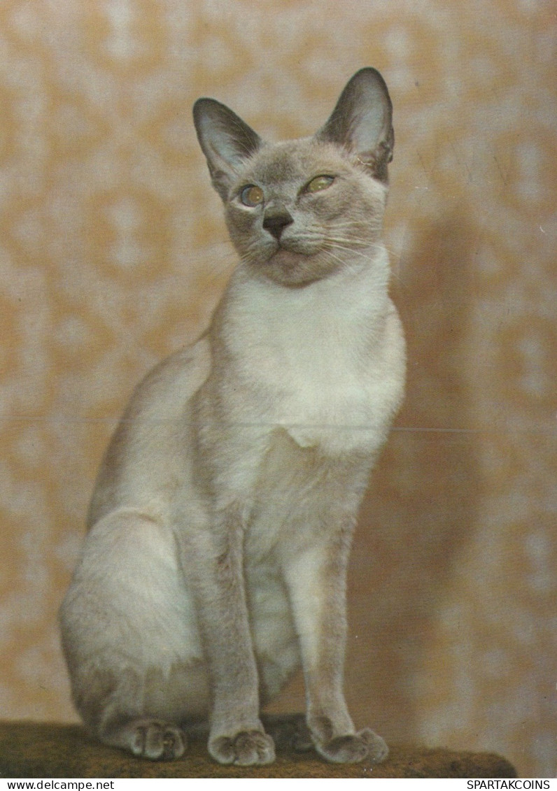 KATZE MIEZEKATZE Tier Vintage Ansichtskarte Postkarte CPSM #PAM099.DE - Katzen