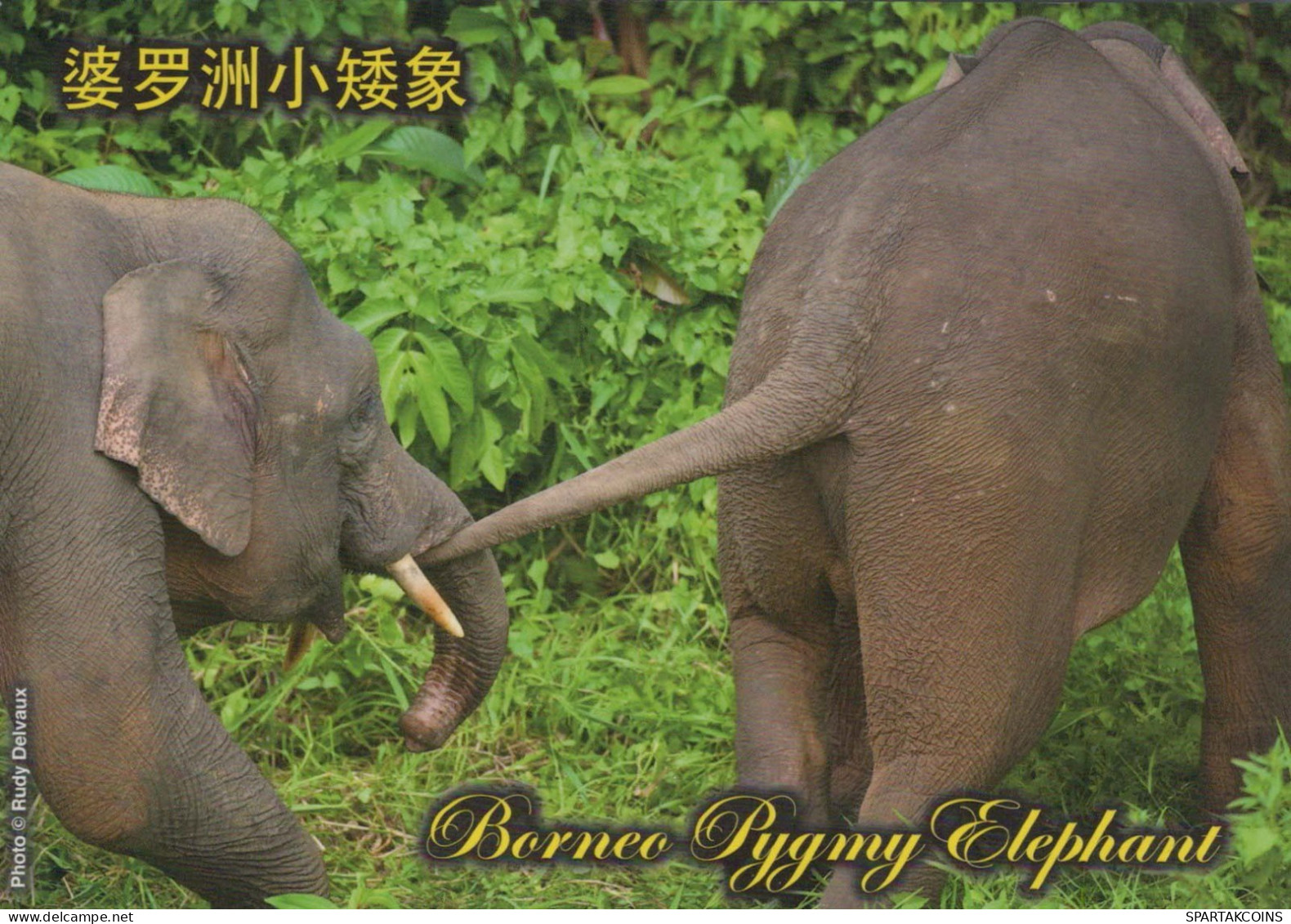 ELEFANTE Animales Vintage Tarjeta Postal CPSM #PBS771.ES - Elefanti