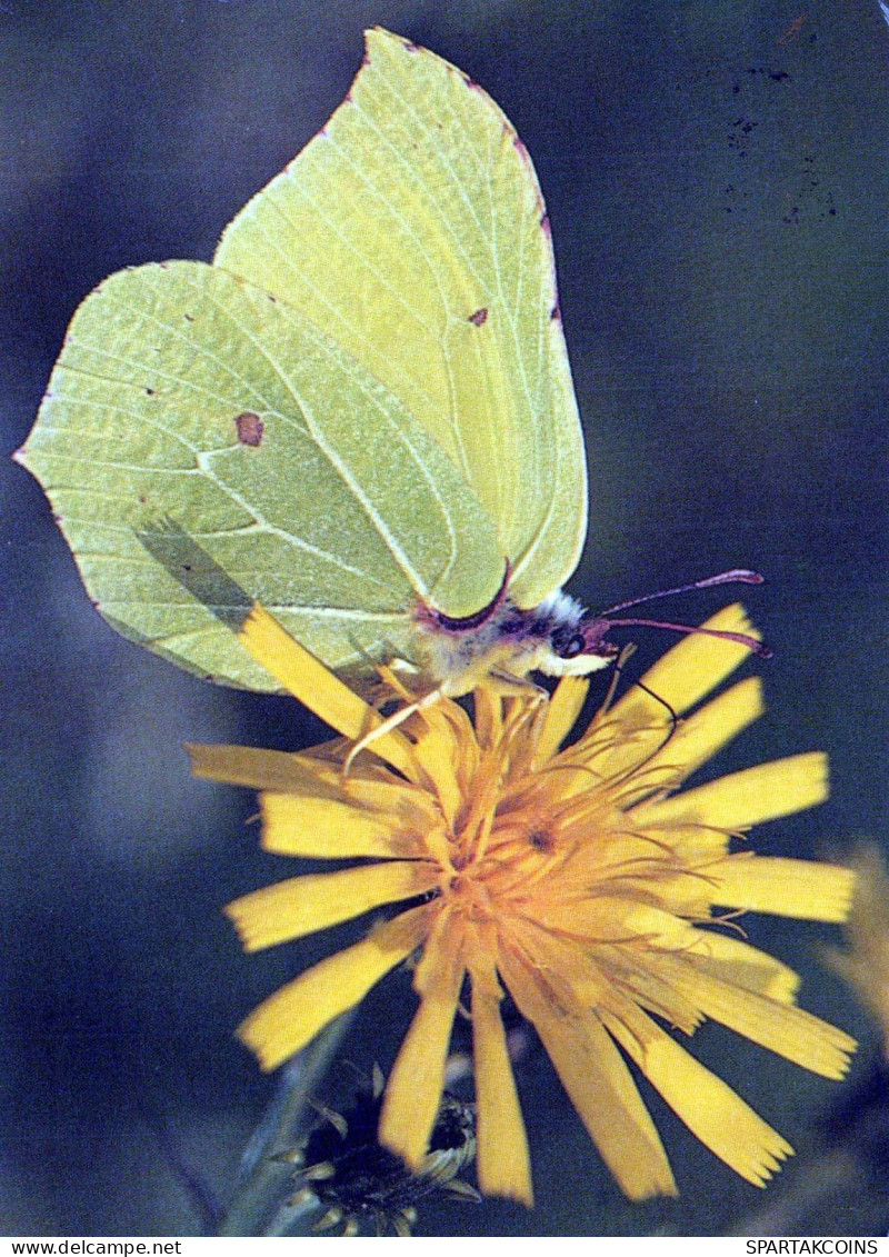 MARIPOSAS Animales Vintage Tarjeta Postal CPSM #PBS454.ES - Farfalle