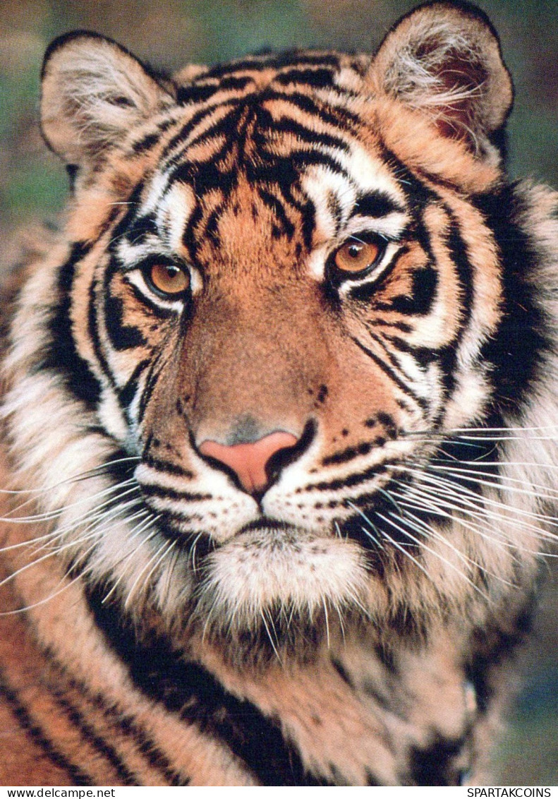 TIGRE Animales Vintage Tarjeta Postal CPSM #PBS078.ES - Tigers