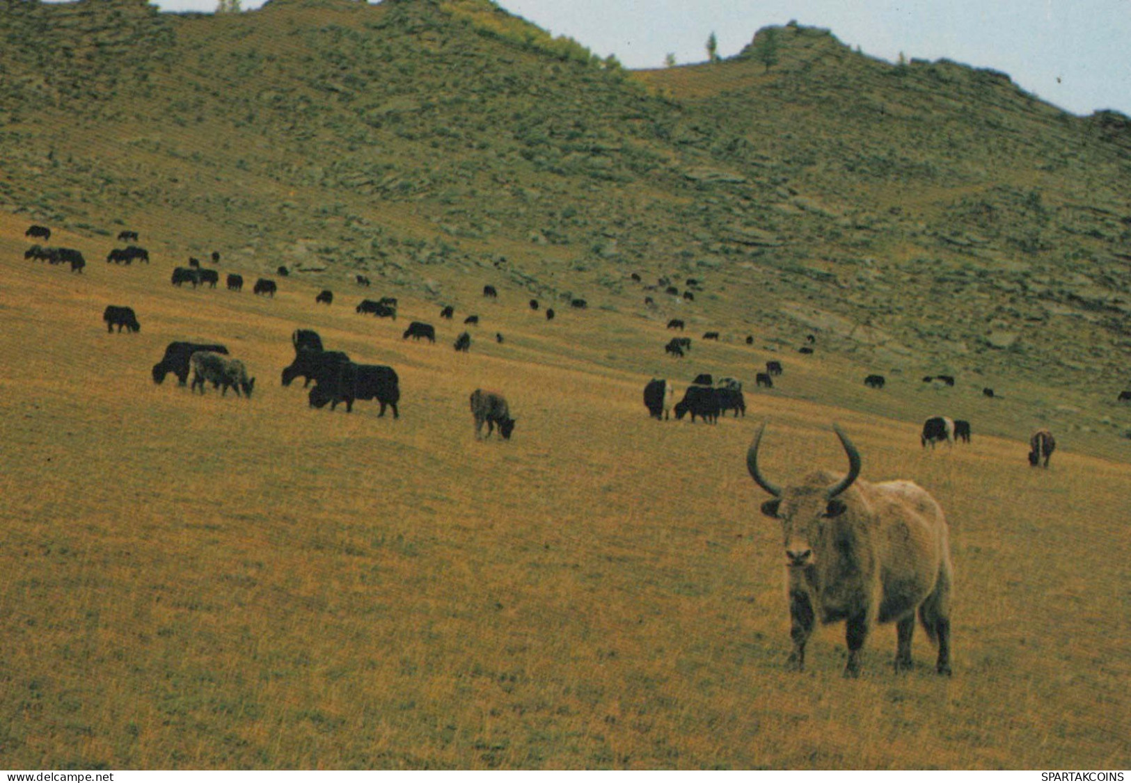 VACA Animales Vintage Tarjeta Postal CPSM #PBR791.ES - Cows