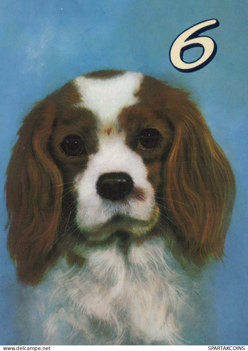 PERRO Animales Vintage Tarjeta Postal CPSM #PBQ697.ES - Honden