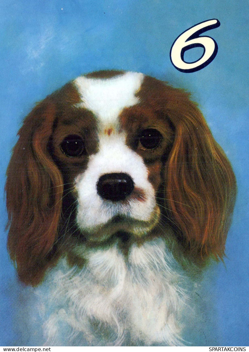 PERRO Animales Vintage Tarjeta Postal CPSM #PBQ697.ES - Dogs