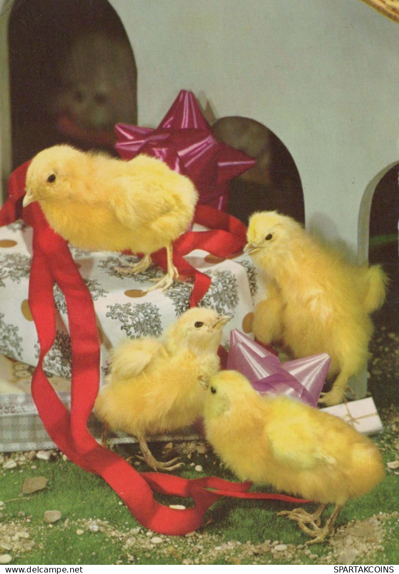 PASCUA POLLO HUEVO Vintage Tarjeta Postal CPSM #PBO840.ES - Easter